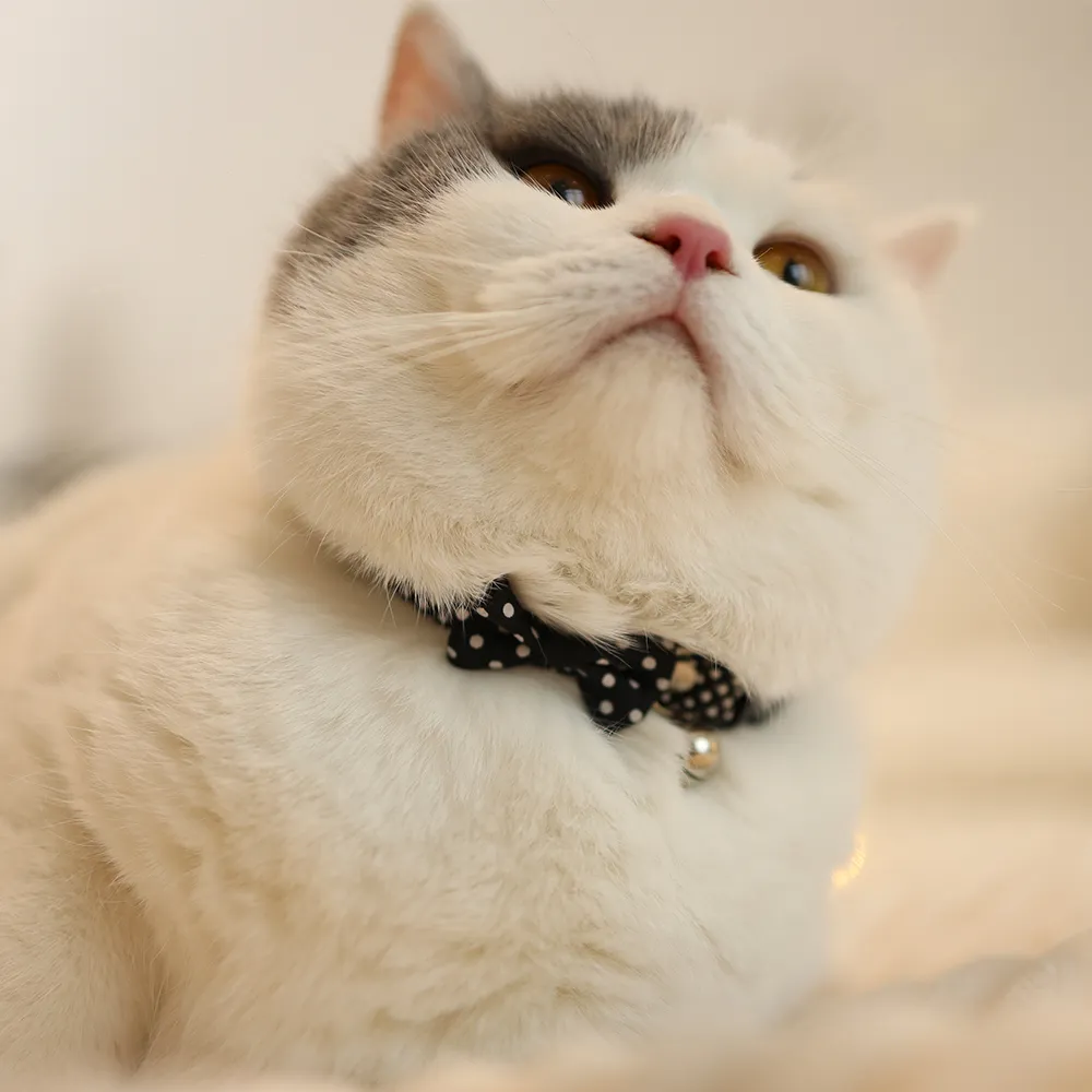 Bow Tie Cat Collars Cozy Cat Bell Collar - Image 6