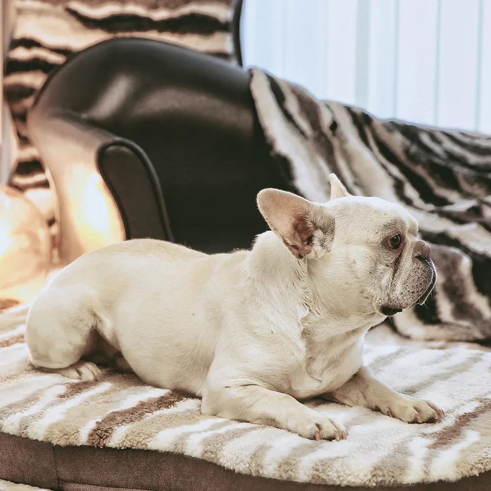 Washable Chenille Pet Bed Large Cushion Dog Bed - Image 5