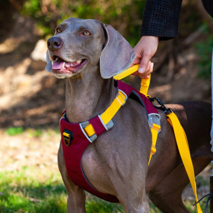 Glow-in-The-Dark Vest-Style Dog Harness