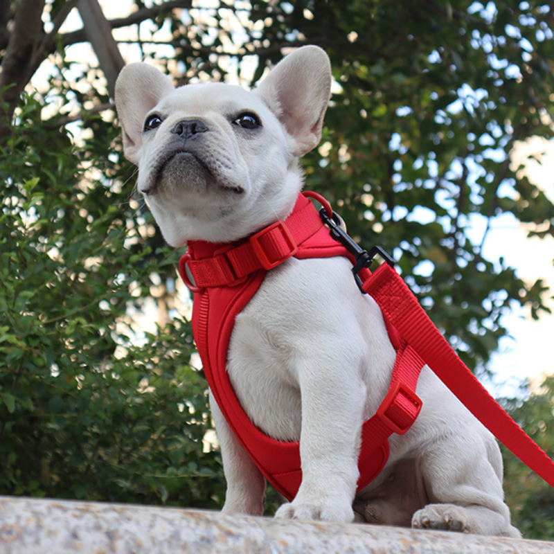 Customizable Color PVC Dog Harness Set